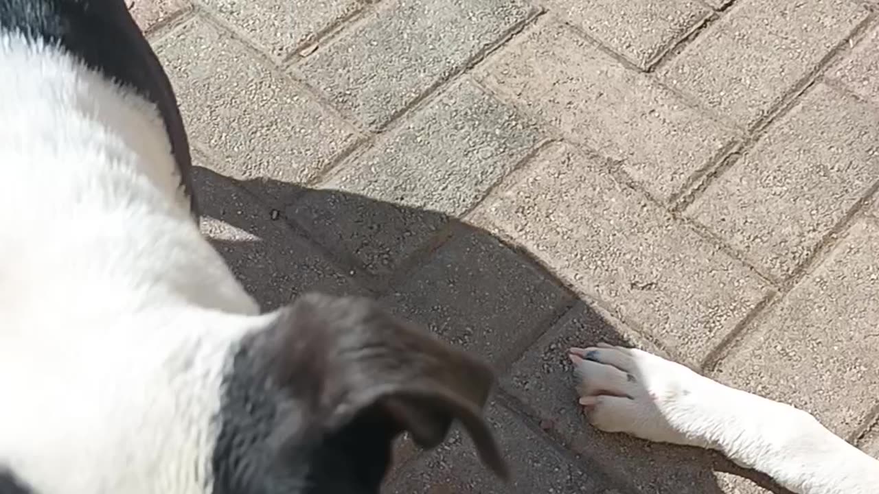 # Nice sunny day outside with the bully twins