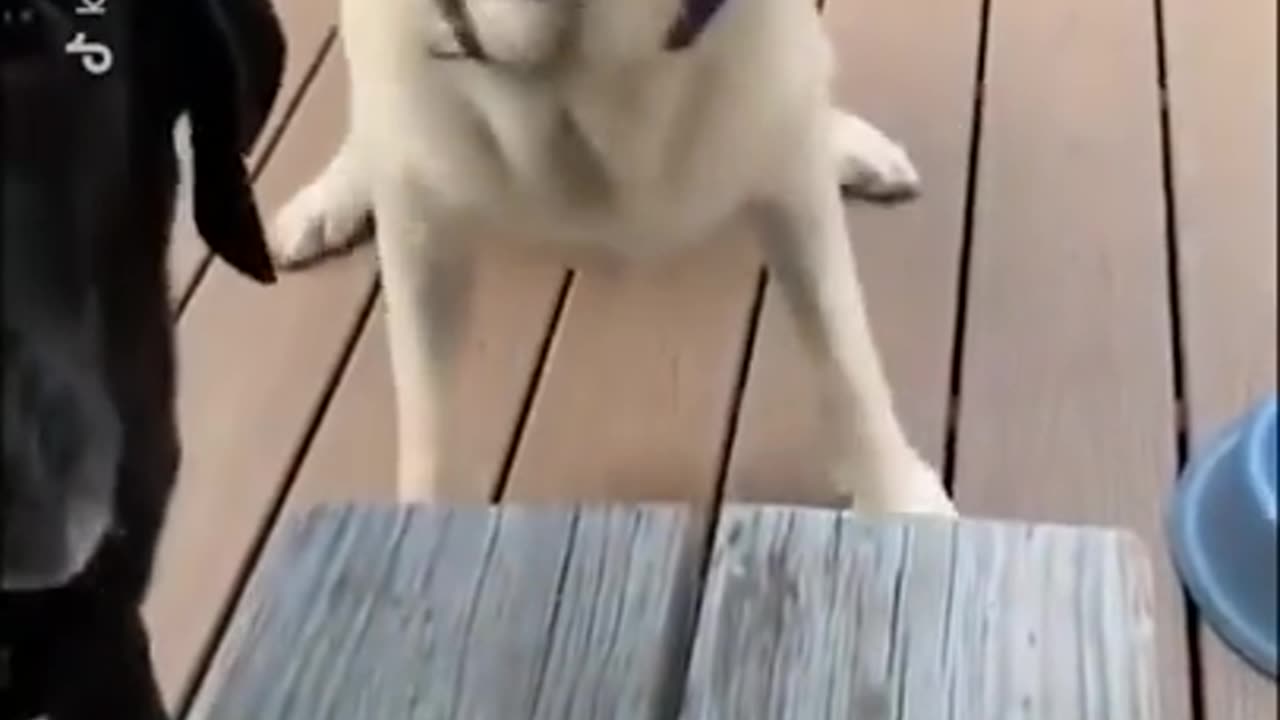 They wanted to play fetch with THIS stick