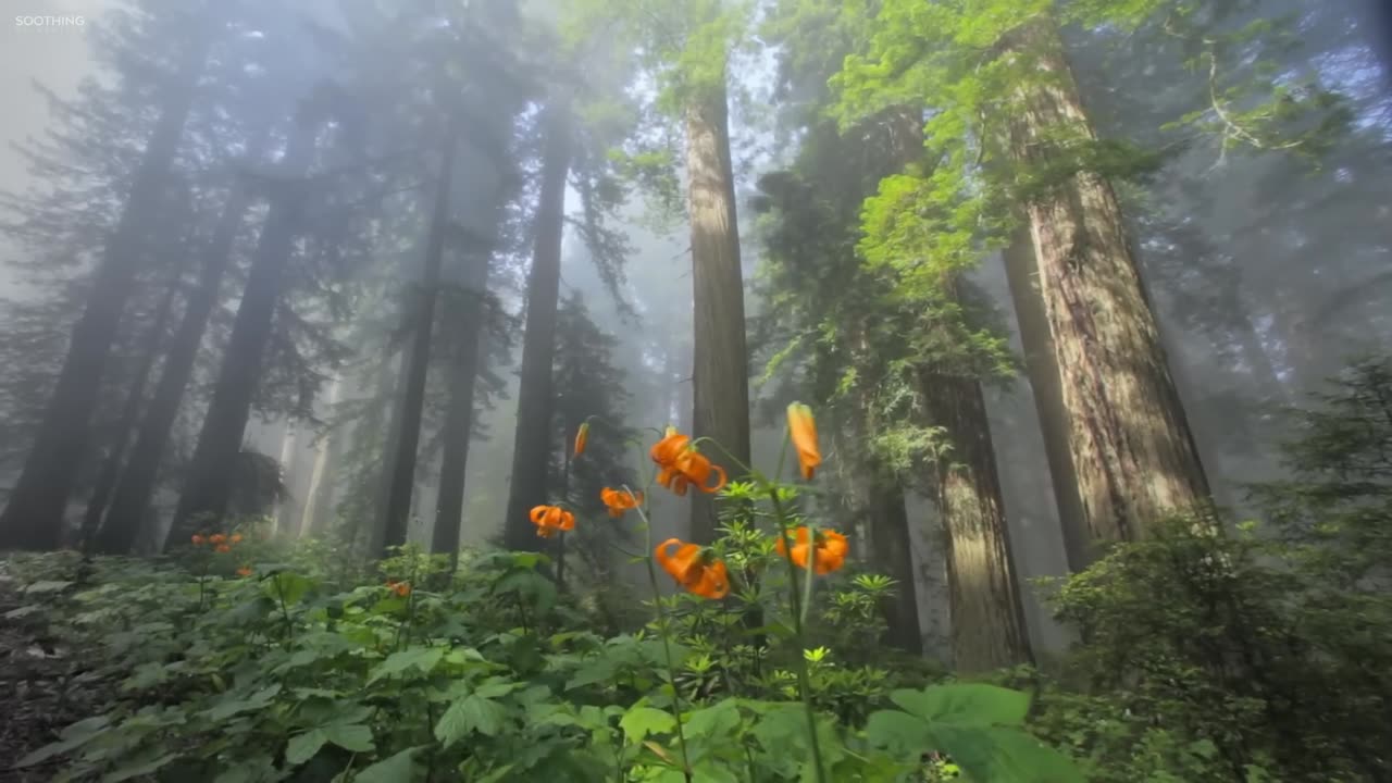 relaxing music for sleep and meditation
