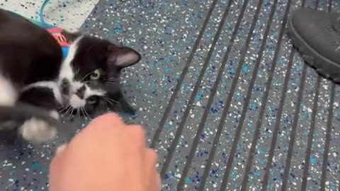Your trip is boring? Bring your cat!