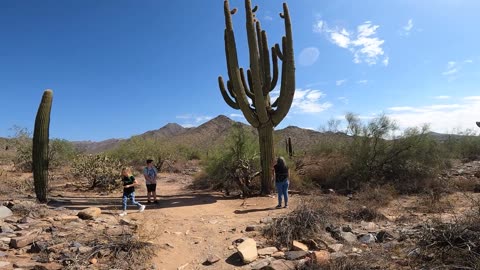 Big Saguaro