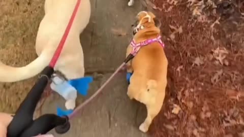 Hilarious Encounters: Cats and Dogs 🐱🐶 Are They Best Buddies or Foes? 🐾