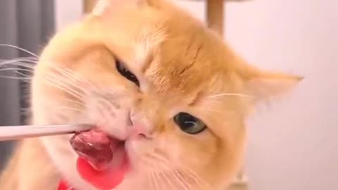 animal eating asmr #animals #eating #asmr #animalasmr