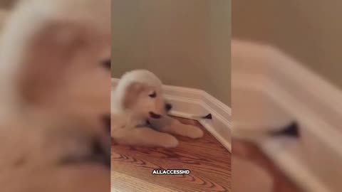 Animal Video-Fun