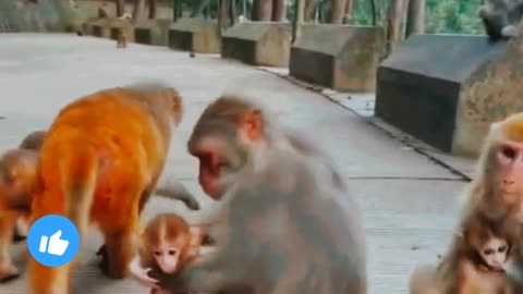 Mother monkey love baby cute monke🐒🐒🐒