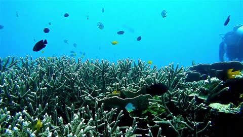 Natural seen from bottom of the sea - Natural Aquarium