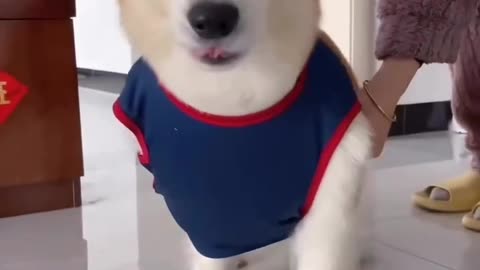 TRY NOT TO LAUGH 😆 Best Funny Videos Compilation 😂😁😆