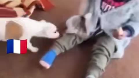 Le chien se bat avec le bebe
