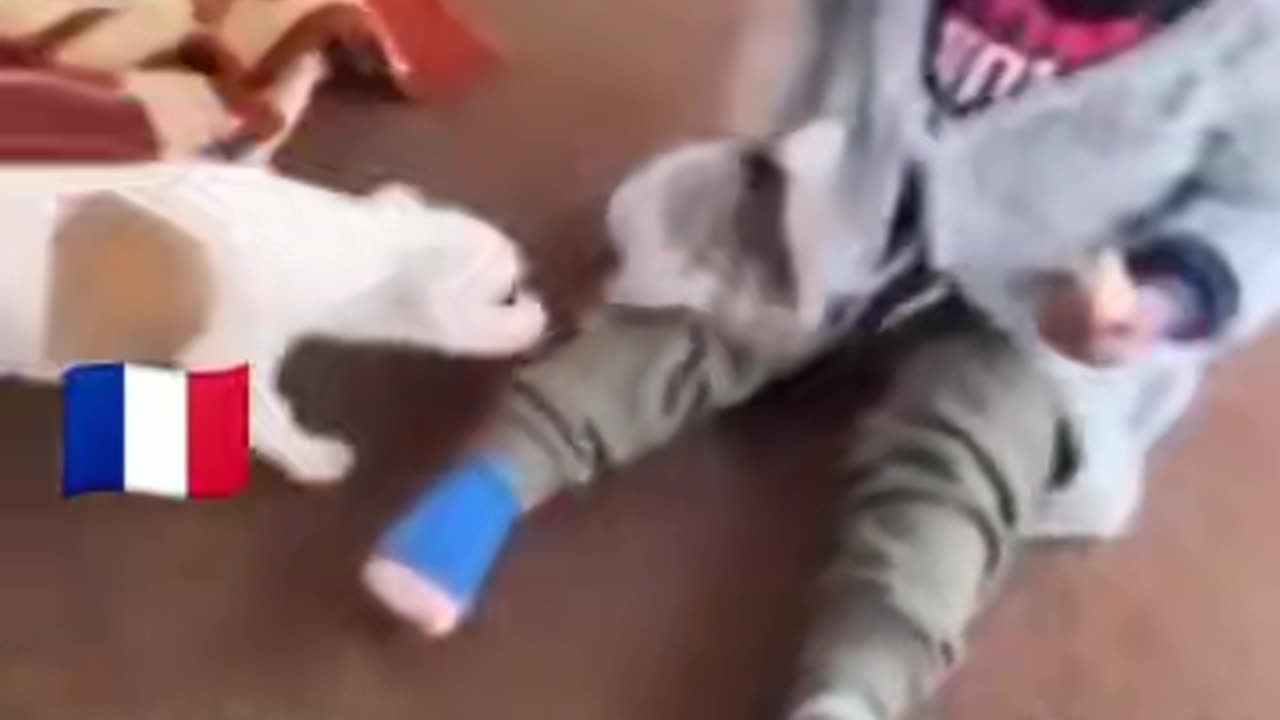 Le chien se bat avec le bebe