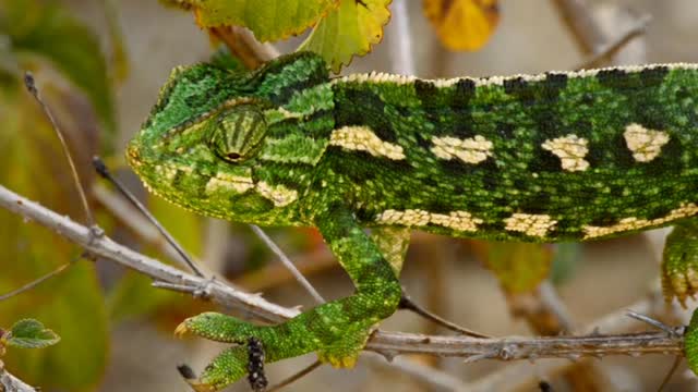 Chameleon