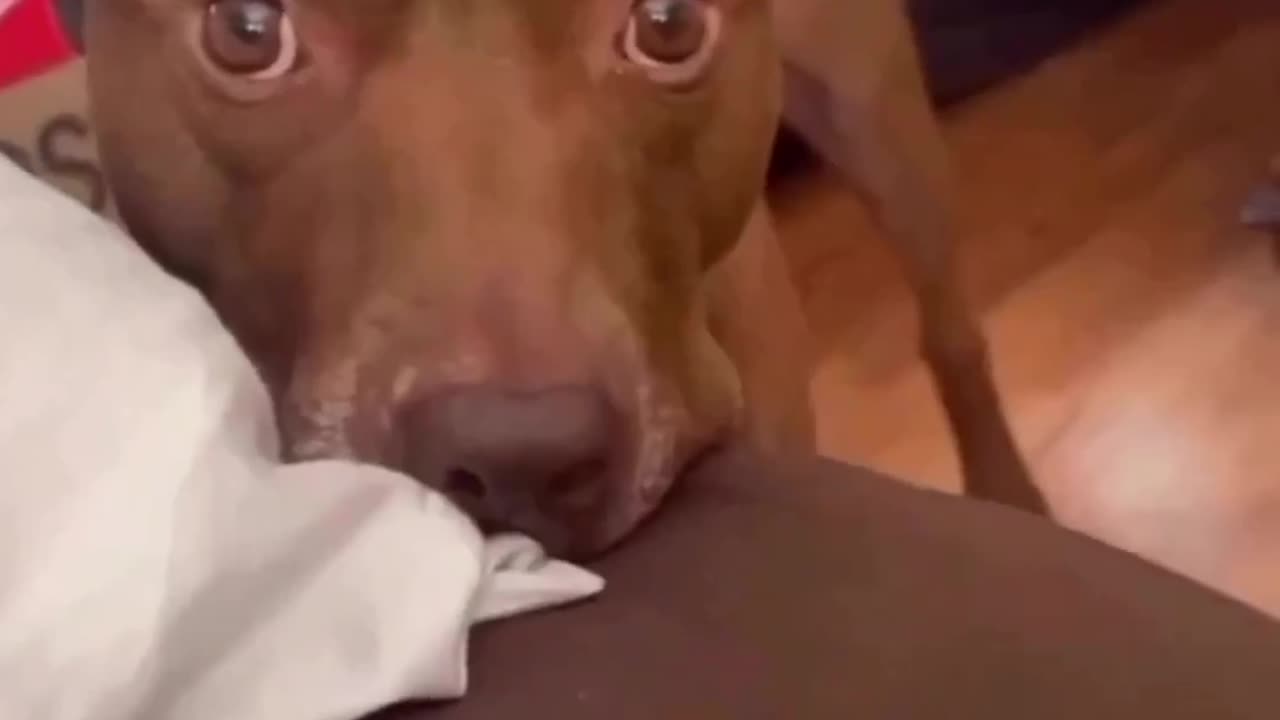 Dog mine