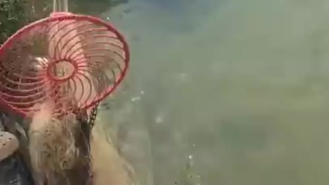 UNBELIEVABLE net fishing big fish video! MUST SEE