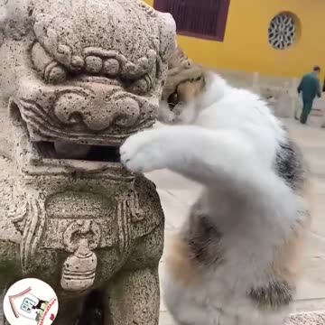 LOL, Super Cute Funny Cats Videos Try Not To Laugh Cats 😺😂😂.