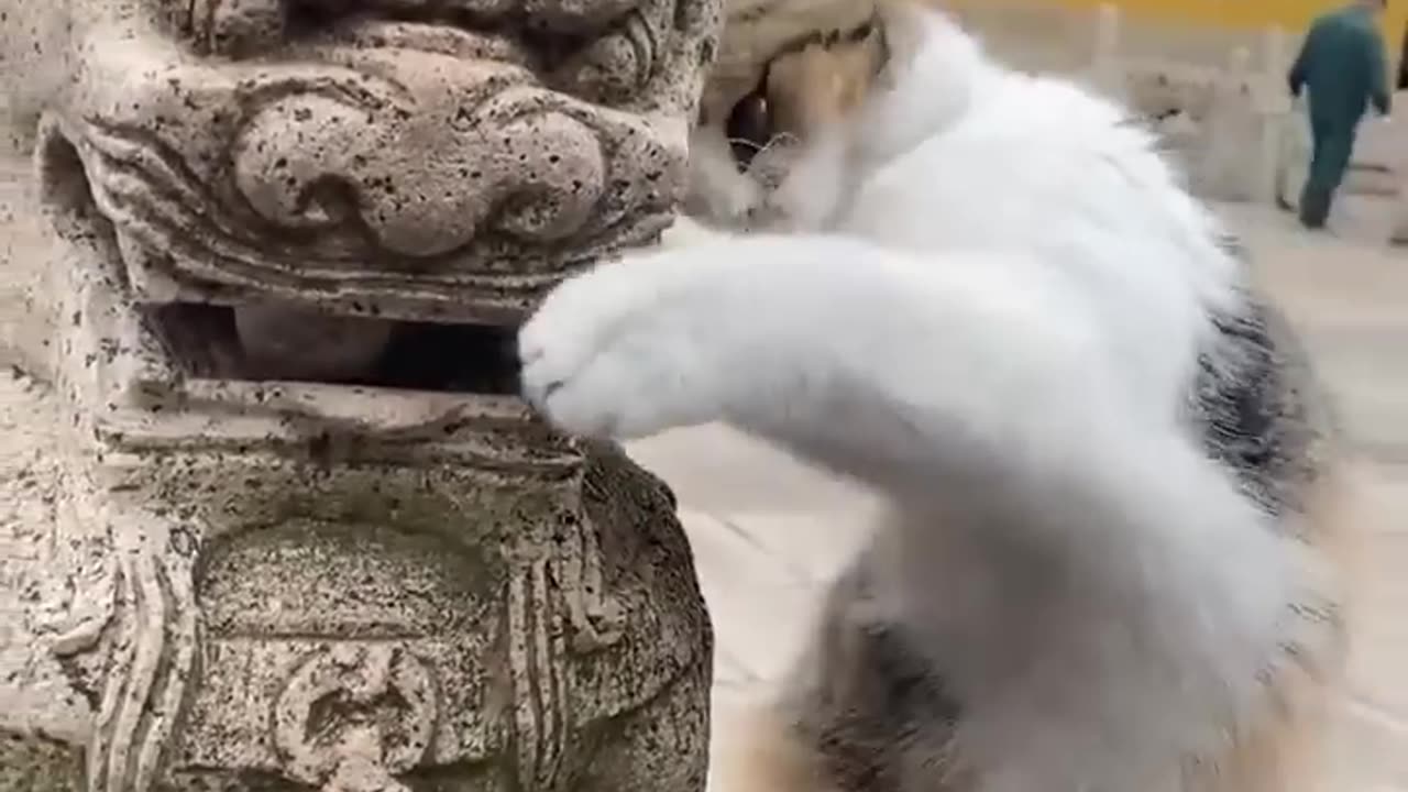 LOL, Super Cute Funny Cats Videos Try Not To Laugh Cats 😺😂😂.