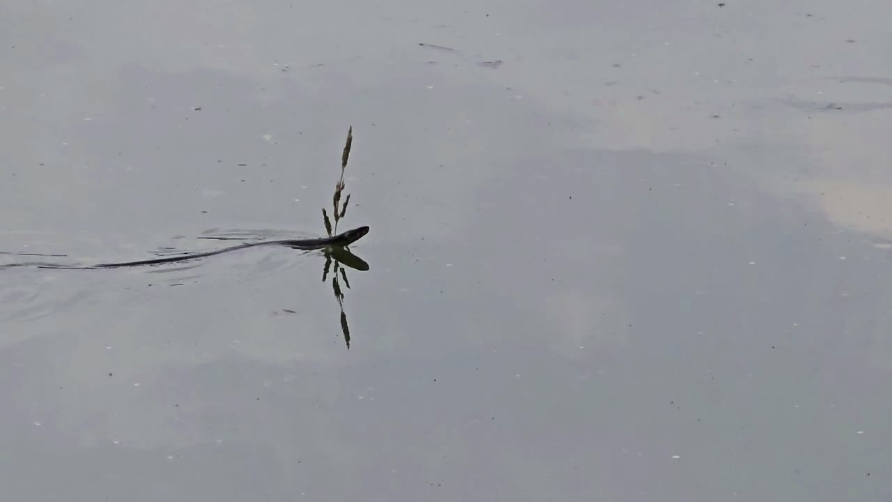 Snake compilation / a snake swimming around in a river / beautiful reptile swimming.