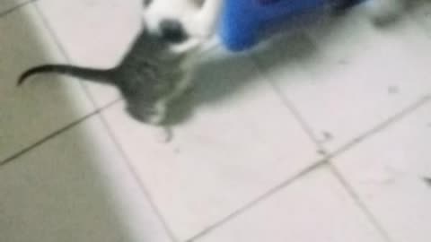 Funny cat ..قطة مجنونة تاكل كل شيء