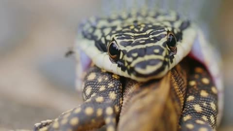 How a green whip snake hunts a lizard for his lunch