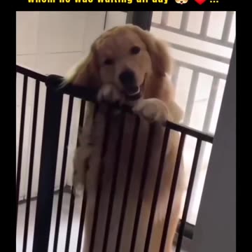 Funny moments with my dog #15