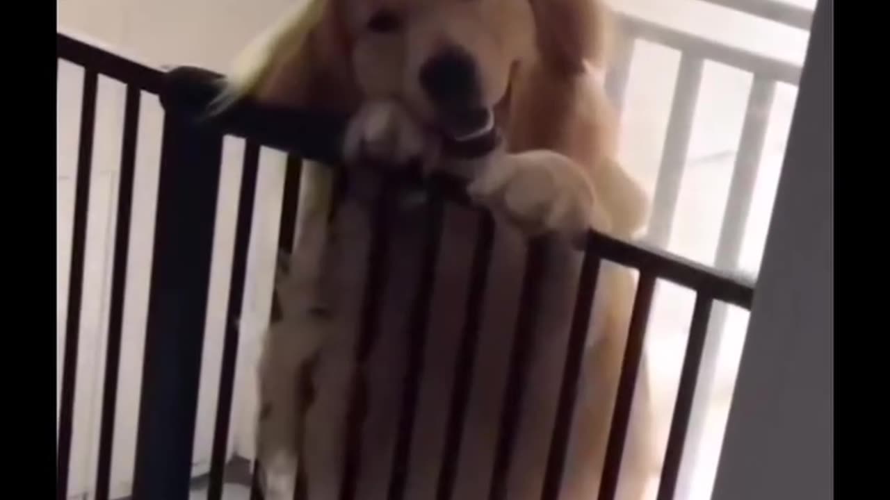 Funny moments with my dog #15