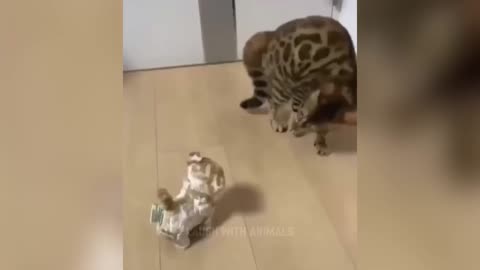 Videos De Risa De Animales