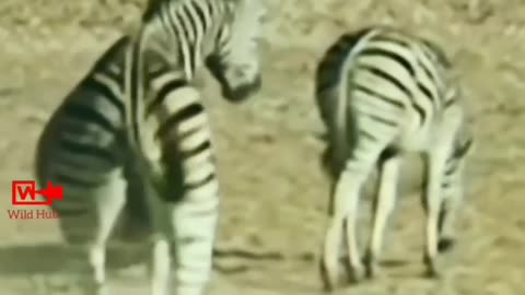 HARD KICKS _ Wild Animals Fight _ Animals Fights