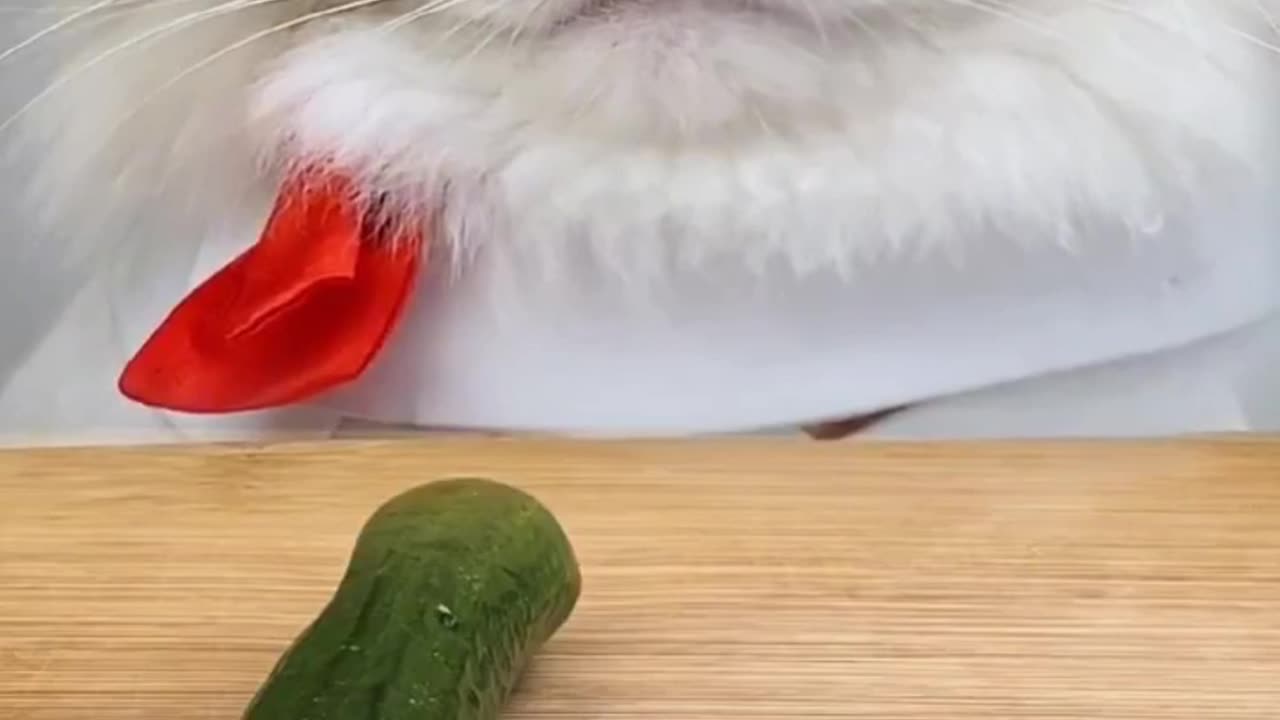 Funny cat