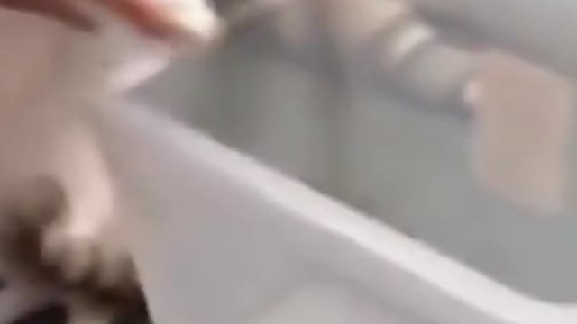 owner teaching his cat to get his food