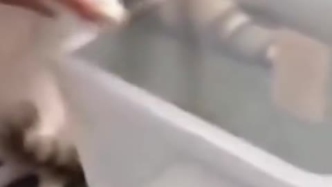 owner teaching his cat to get his food