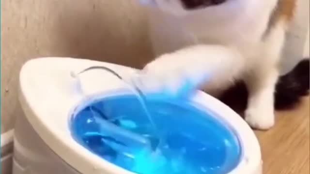 Cute Kitten Cat Playing with Water Funnt Cat Video