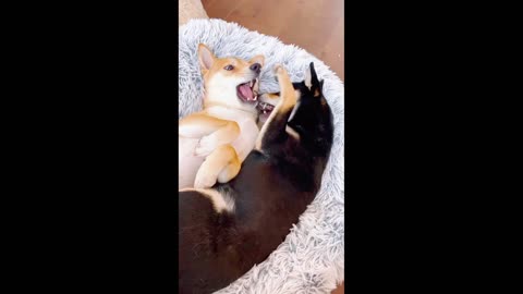 Dog singing