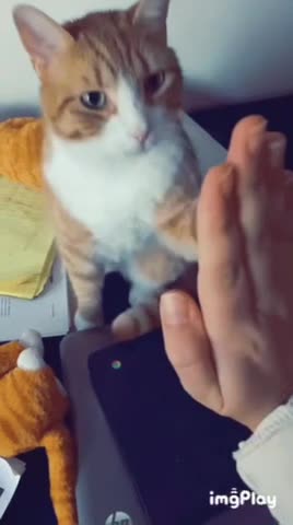 Cute Cat Gif
