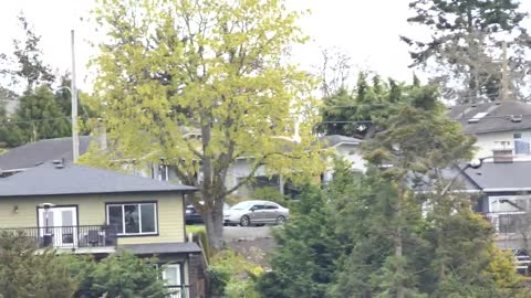 Ross Goose being chased by a Bald Eagle, Panama Flats, Victoria BC