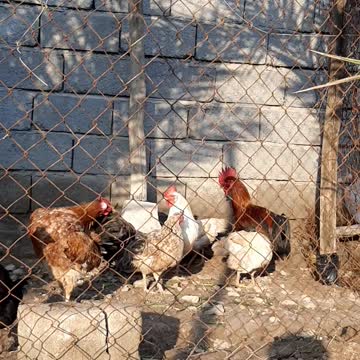 Chickens on my farm