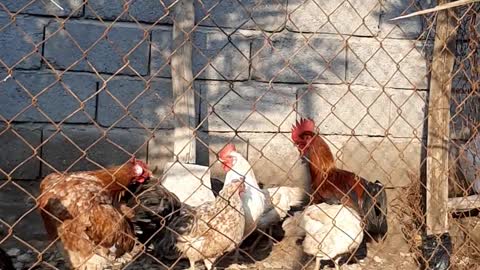 Chickens on my farm