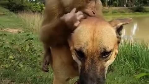 Funny monkey