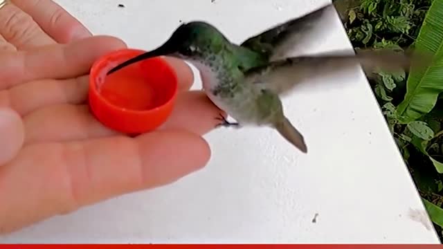 Tiny Hummingbirds Drink From Human Hand #shorts