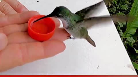 Tiny Hummingbirds Drink From Human Hand #shorts