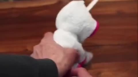 Short funny video