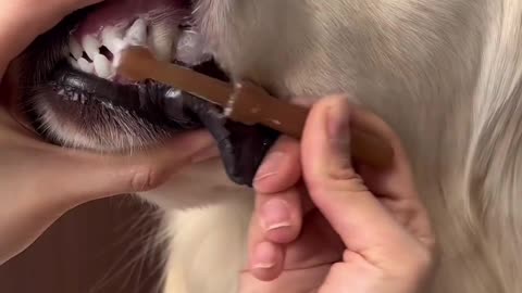 Cute funny dog video
