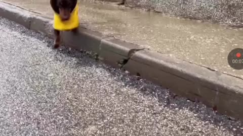 Dog lover