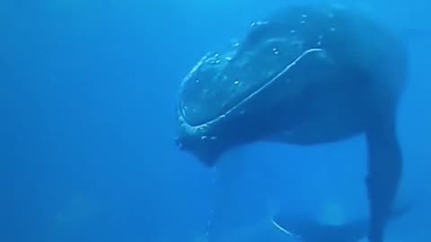 My favorite animals of the sea world?