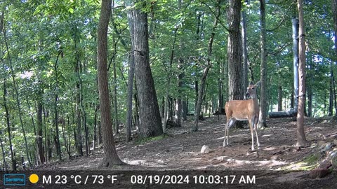 The Woods – 08/20/2024 + Bears
