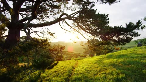 Nature View