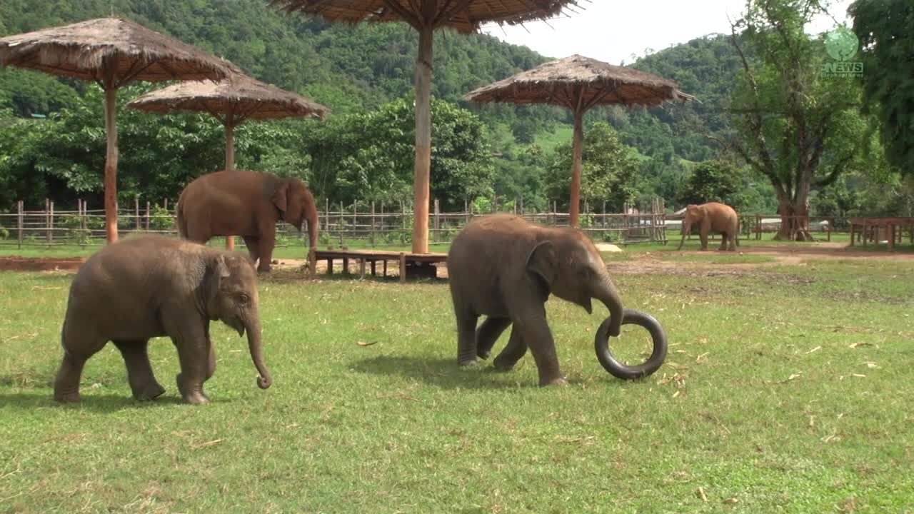 Two Baby Elephant Having Fun With Tire After Finished Eating