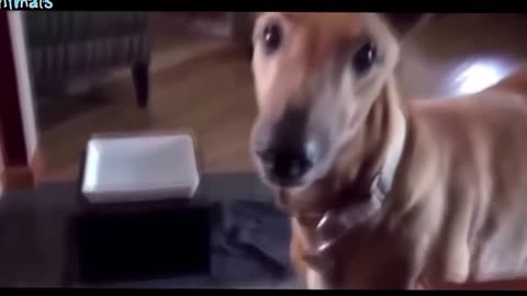 funny dogs