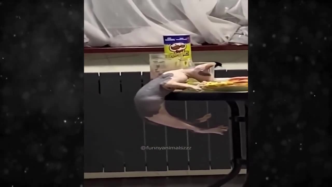 FUNNY VIDEO 2024