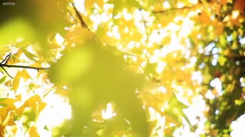 Beautiful Relaxing Music • Peaceful Piano Music