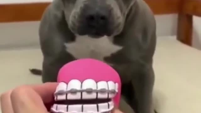 Dog Scares From 'TEETH' - Amazing Compilation - Suggest To Watch Now