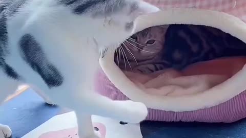 Pet cat fights