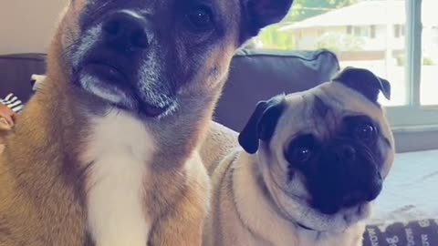 Dogs reacting to words they love